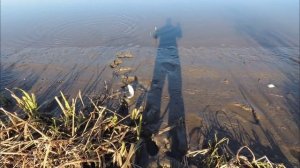 СМЕРИНКА. БЕШЕНЫЙ КЛЁВ КРУПНОЙ КРАСНОПЁРКИ (Дальневосточный Угай). Рыбалка на донки.