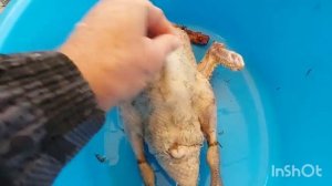 Сроки забоя мускусной утки.