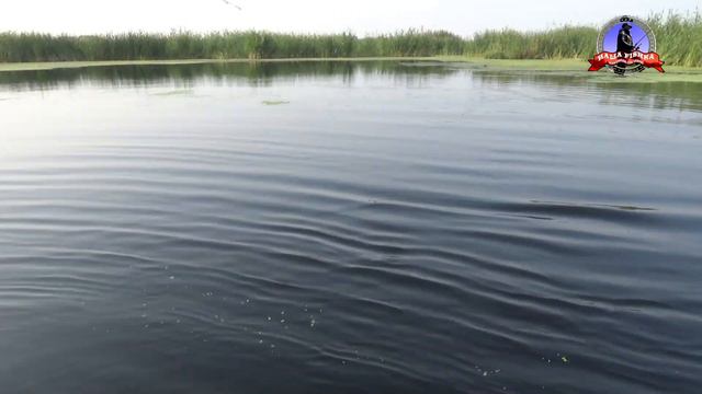 Спонтанный выезд на ИШИМ! (ТАЛАПКЕР) СХОД ЩУКИ(((( смотреть онлайн