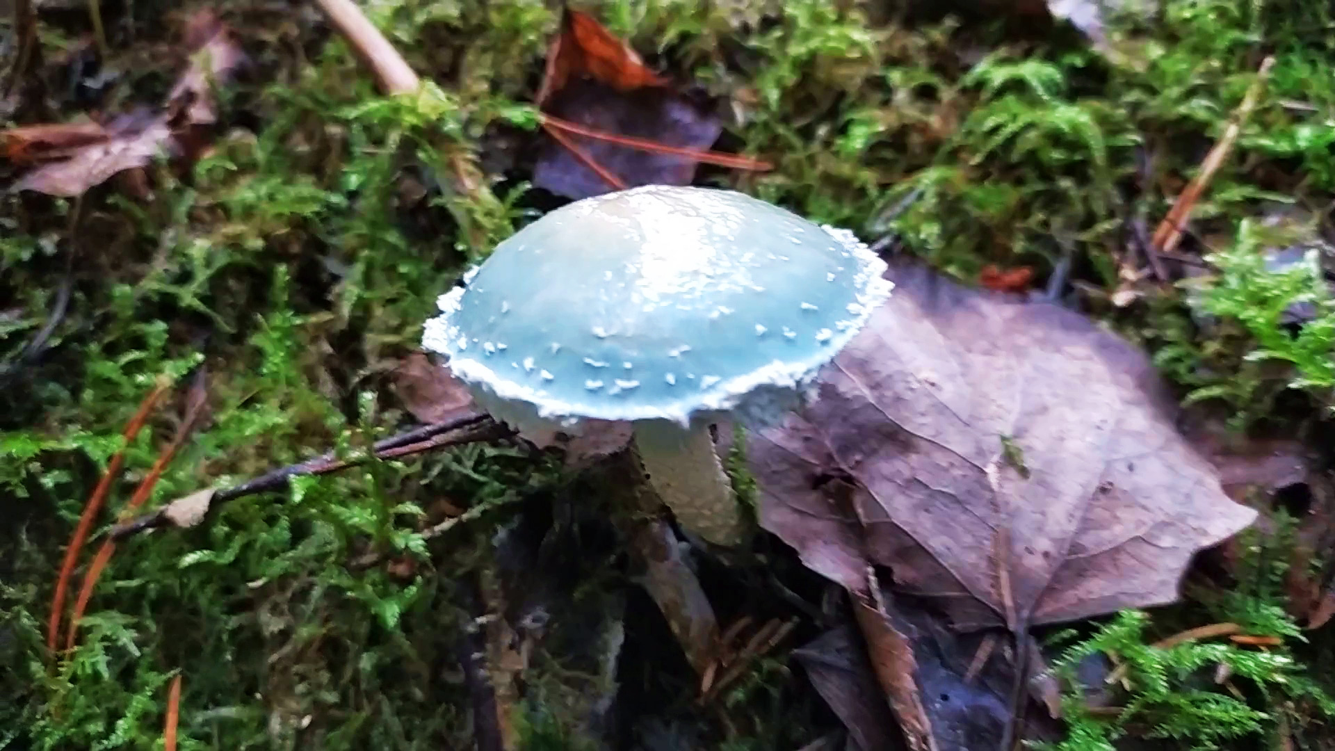 Строфария сине-зелёная (Stropharia aeruginosa). Как выглядит гриб на месте произрастания.