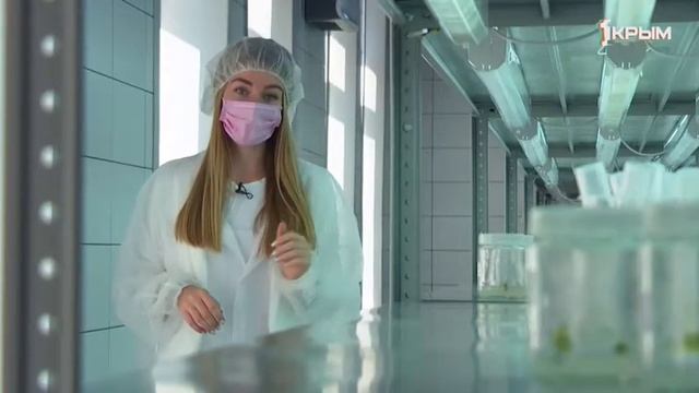 Какие сорта винограда начали выращивать в пробирках и когда их высадят в открытый грунт?