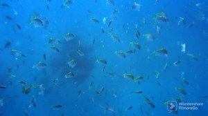музыка релакс, подводный мир рыб