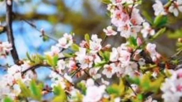 Поздравление с 8 Марта?/красивые цветы.