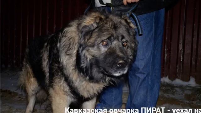 Рабочие собаки ко-команды...