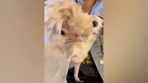 Самые смешные животные.