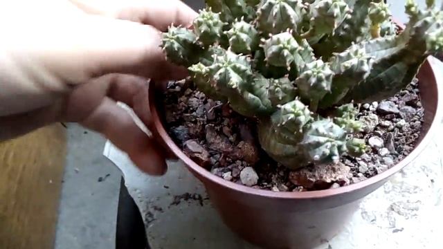 Эуфорбия Глобоза в грунте пустыни! смотреть онлайн