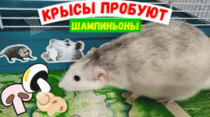КРЫСЫ ПРОБУЮТ ШАМПИНЬОНЫ | КРЫСИНЫЕ ОБОИ