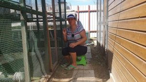 Утки щипаются, выщипывают перья друг у друга до крови