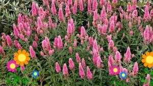 Вероника колосистая Инспаер роуз. Краткий обзор, описание veronica inspire rose Inspire rose