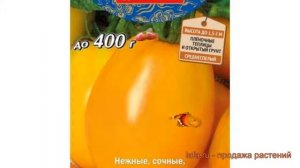 Томат обыкновенный Золото Востока (zoloto vostoka) ? обзор: как сажать, семена томата Золото Восток