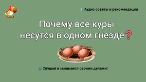 Почему все куры несутся в одном гнезде и что делать