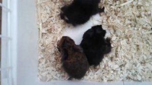 Маленькие морские свинки!