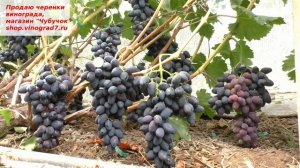 Виноград Забава- ну всегда ты, душенька, хороша!