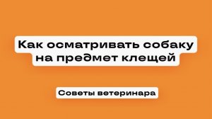 Где и как искать клещей на собаке и чем лучше обрабатывать пёселя от экзопаразитов