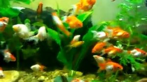 мальки от золотых рыбок "красных шапочек" риукина и оранды