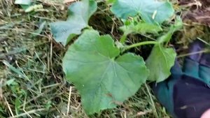 "Горячая" трава. Закладка в грядки.