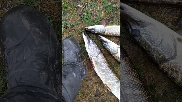 Супер рыбалка. Классные девочки #рыбалка #хищниккузбасса #fishing #fish