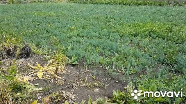 Борьба с сорняками в луке. Гербициды, которые можно использовать