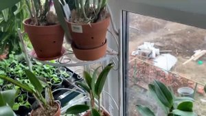 Моя коллекция орхидей.