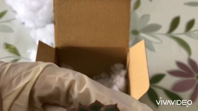 エケベリア Echeveria Agavoides-suculenta rara! смотреть онлайн