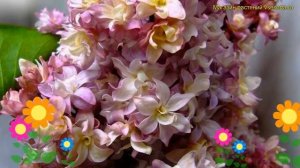 Сирень обыкновенная Федерико Гарсиа Лорка. Краткий обзор syringa vulgaris Федерико Гарсиа Лорка