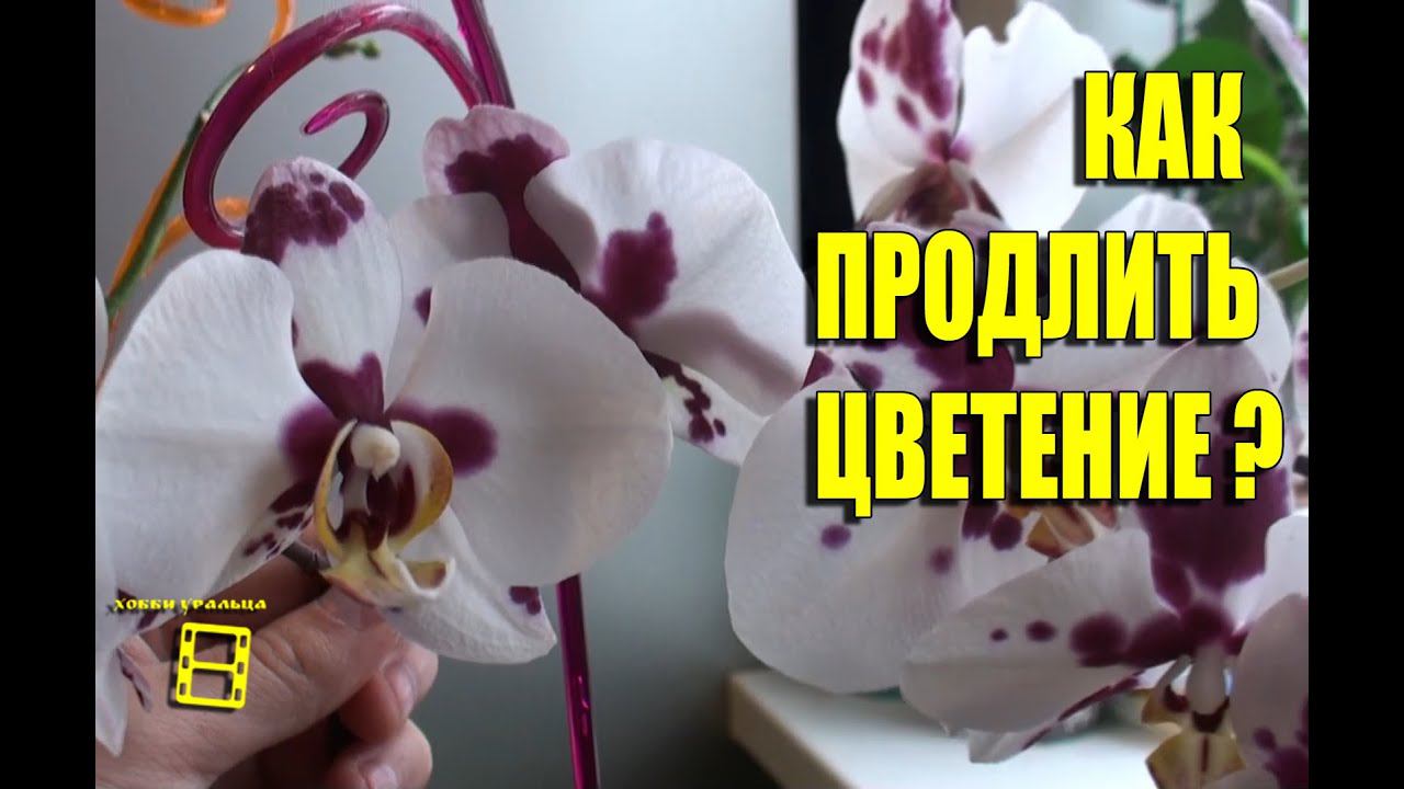 КАК ПРОДЛИТЬ ЦВЕТЕНИЕ У ОРХИДЕИ ФАЛЕНОПСИС?