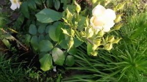 РОЗА САЛЛИ ХОЛМС (Sally Holmes). лето 2021 года цветение.