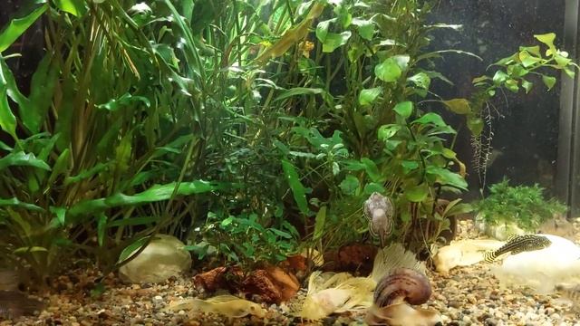 Мой аквариум 60 л/мир сомов/Нужны ли гуппи? смотреть онлайн