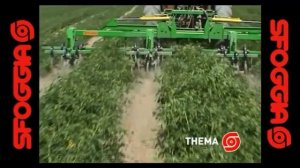 Уникальный Прополочный культиватор THEMA для кукурузы, клубники и даже хлопка