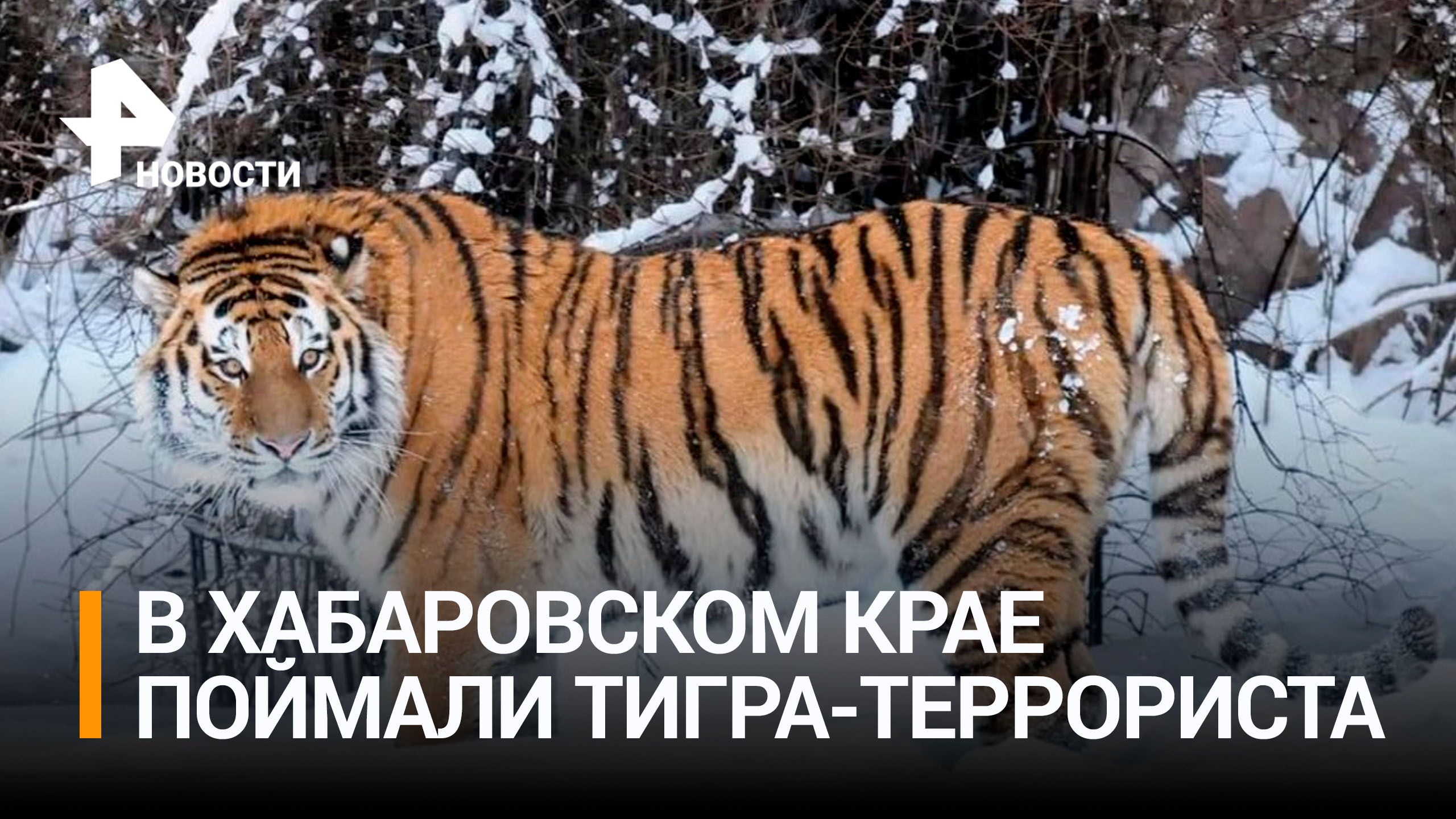 Пойман тигр, который растерзал больше десяти собак под Хабаровском / РЕН Новости