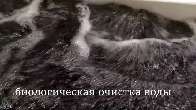 Экскурсия по рыбной ферме в Новосибирске. УЗВ для выращивания рыбы "под ключ"