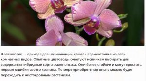 Орхидеи Самые неприхотливые виды для выращивания в квартире