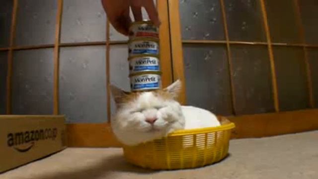 Кот пофигист.flv