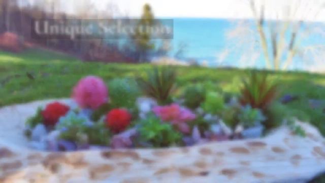 DIY Succulent Terrarium смотреть онлайн