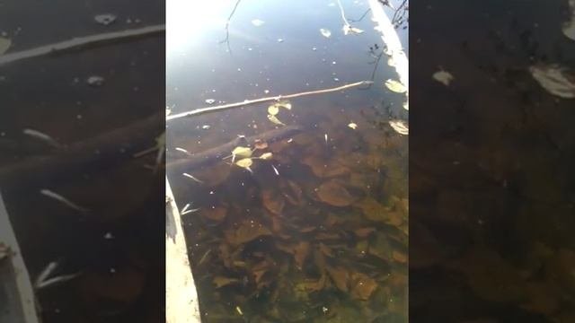 Зарыбление лесного озера Пружанский район
