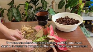 Aglaonema Pink Star - Converting From Soil to Leca