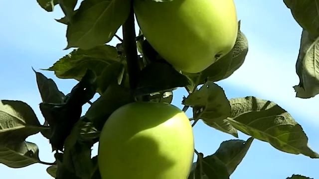 Malus Domestica 'Golden Delicious'