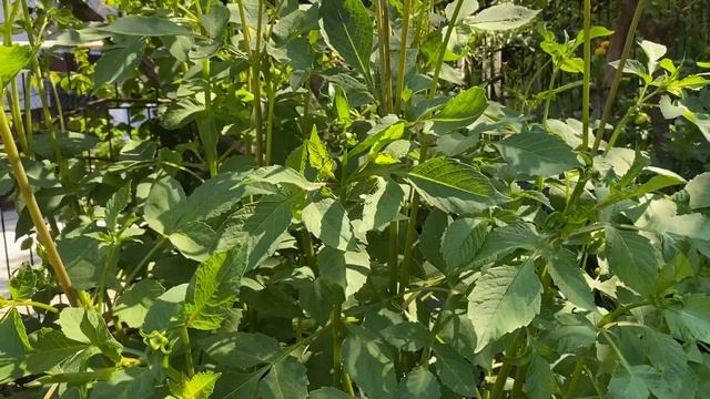 Георгины в моем саду.Уход за кустами. Срезочные сорта. смотреть онлайн