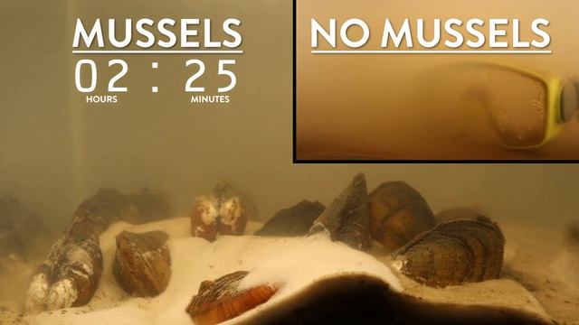 Freshwater Mussel Filtration Timelapse смотреть онлайн