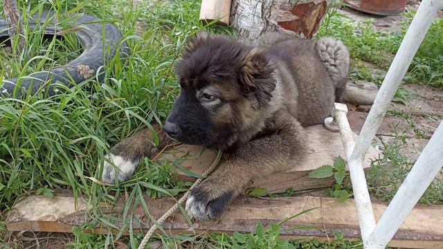Кавказская овчарка Хиллари с Титановой Долины смотреть онлайн