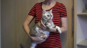 Британские кошки не сидят на руках?