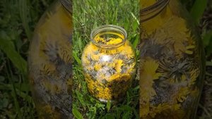 Засыпаем одуванчики сахаром