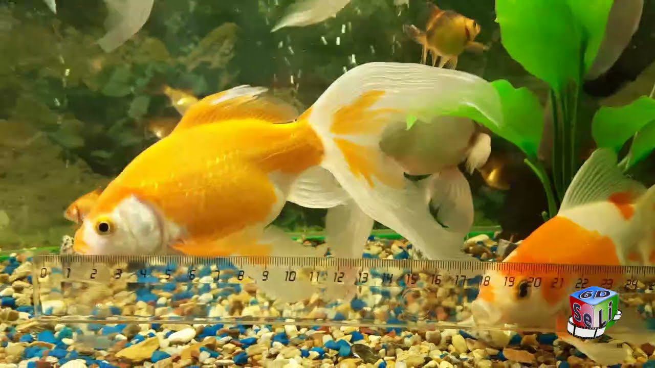 2D. Золотые рыбки с роскошными хвостами (с размерами) / Goldfish with luxurious tails (with sizes).