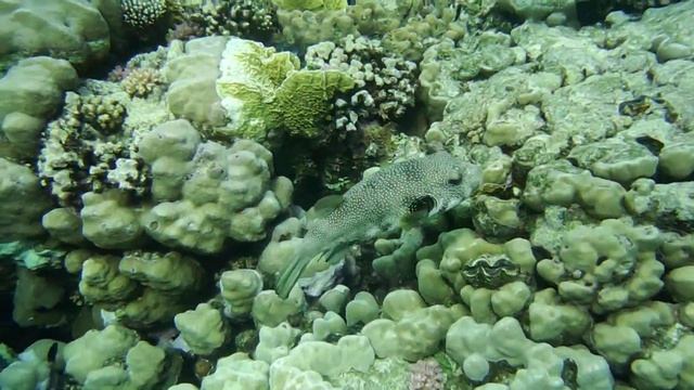 Igelfisch. Рыба-ёж и чистильщики. DSCF8830 смотреть онлайн