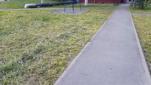 Кошение травы в городе - экоцид и экологическая катастрофа