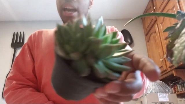 2019 Valentine's Day $200 Plant Haul! смотреть онлайн