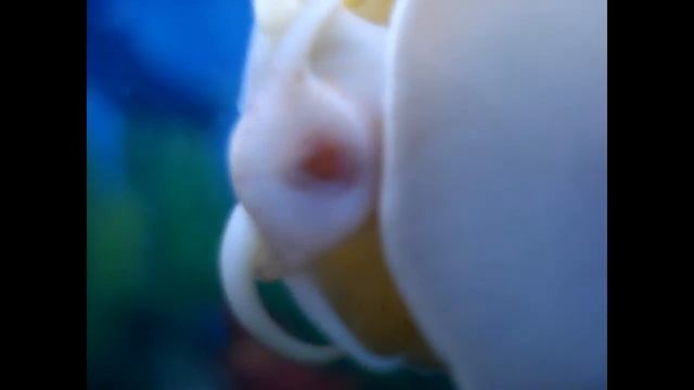 улитка смотреть онлайн