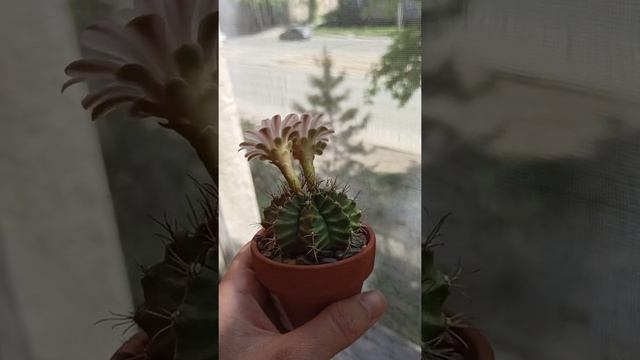 Цветет Gymnocalycium sp (friedrichii assp)