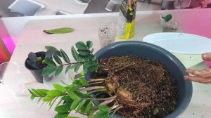 замиокулькас уход,полив,пересадка.Zamioculcas zamiifolia