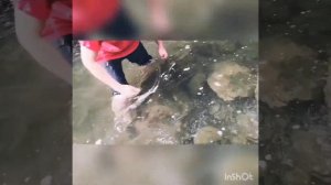 Охота на Налима с острогой!